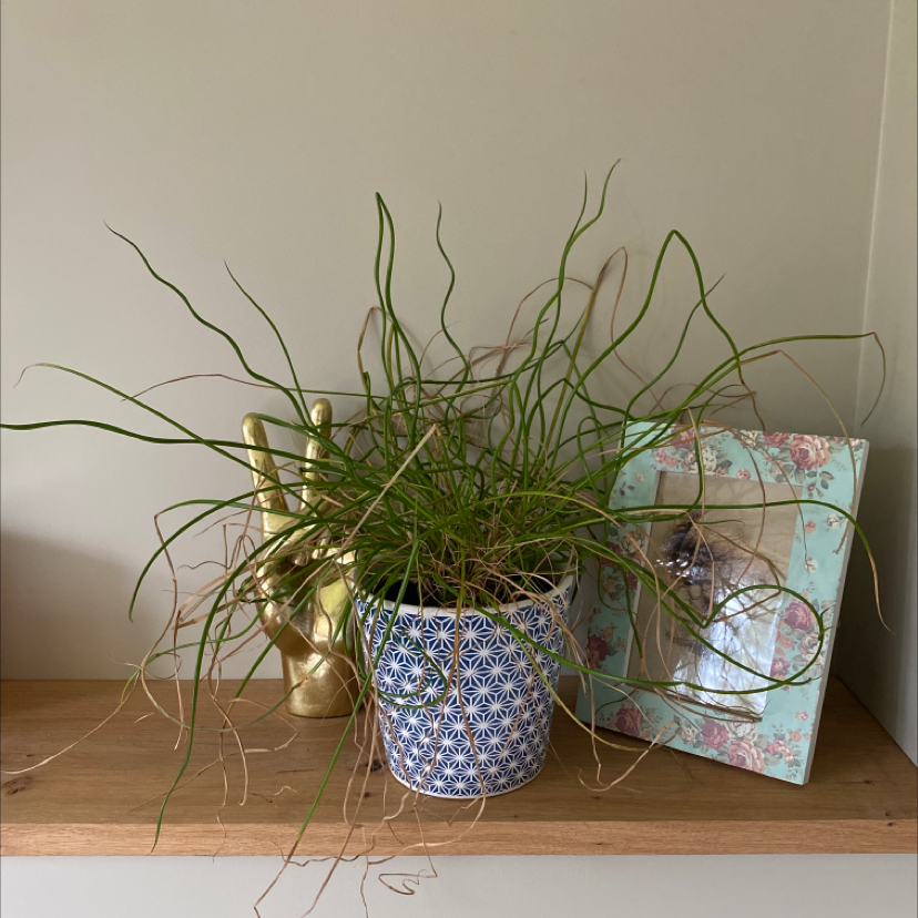 Potted Common Rush plant on a wooden shelf with some browning leaves.