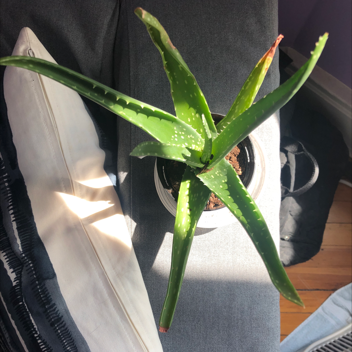Aloe vera plant photo by @miyo named aloe vera on Greg, the plant care app.
