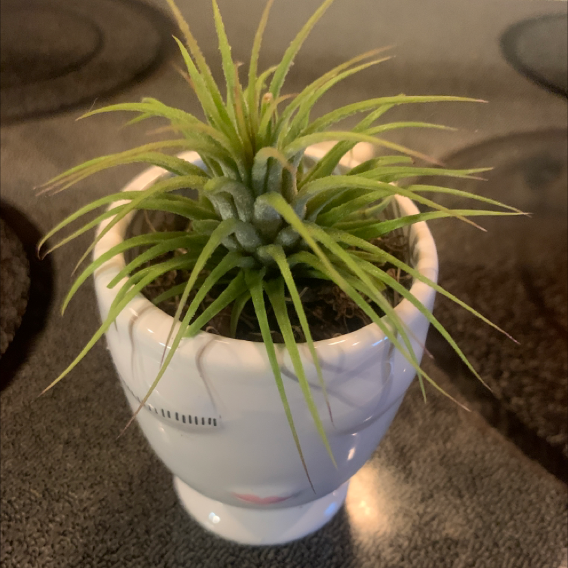 Photo of the plant species Tillandsia ionantha 'Guatemala' by @Mrstiffanycarl named Beyonce on Greg, the plant care app