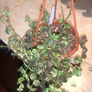 Crassula pellucida plant in Mertztown, Pennsylvania