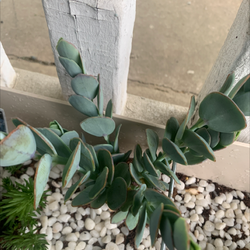 Marnier's Kalanchoe plant with thick, oval-shaped leaves, set against white pebbles and a wooden structure.