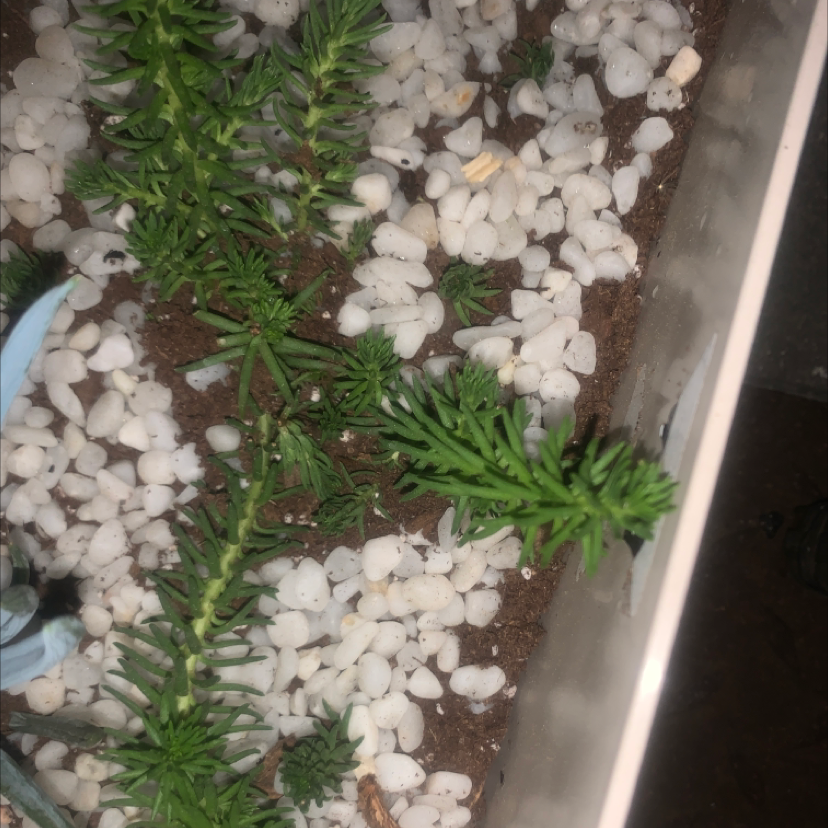 Jenny's Stonecrop plant photo by @Mrstiffanycarl named Pine on Greg, the plant care app.