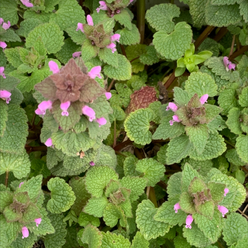 Purple Archangel plant with green leaves and small purple flowers.