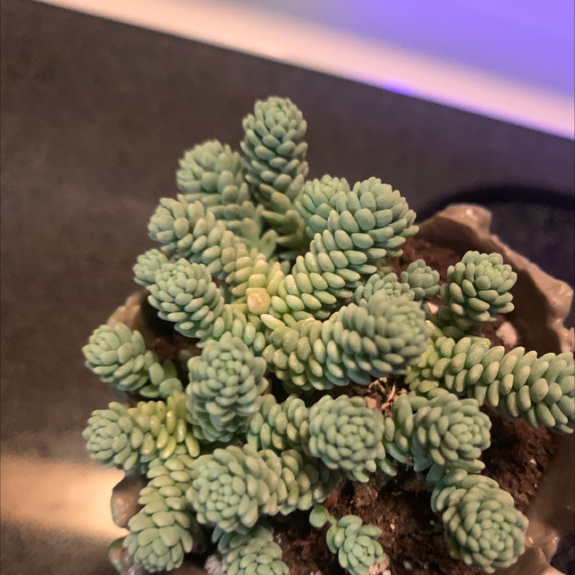Healthy Pale Stonecrop succulent with tightly clustered leaves, partially visible soil.