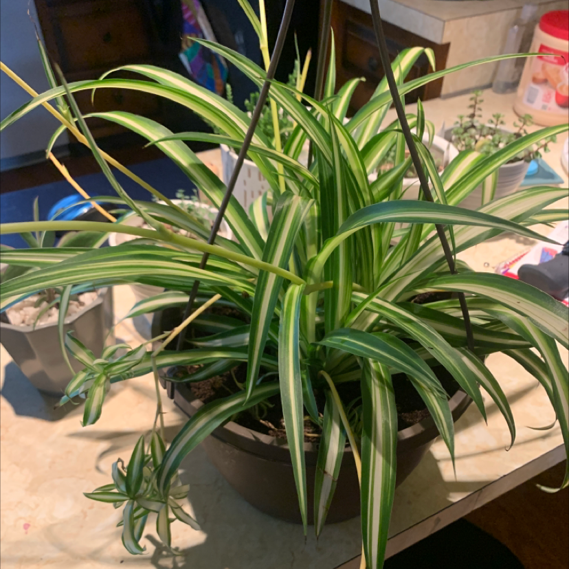 Spider Plant plant photo by @Mrstiffanycarl named Spinderella on Greg, the plant care app.