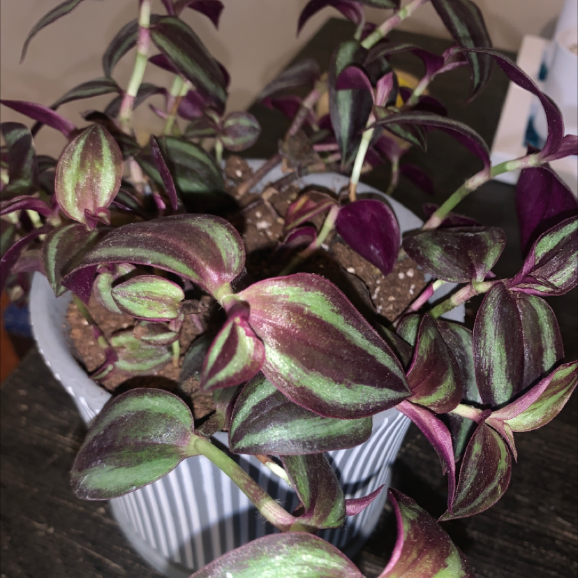 Spiderwort plant photo by @Mrstiffanycarl named Wanda on Greg, the plant care app.