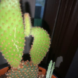 Bunny Ears Cactus plant in Mertztown, Pennsylvania