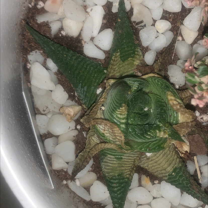 Haworthia Alba plant in a pot with white pebbles, showing some browning on leaves.