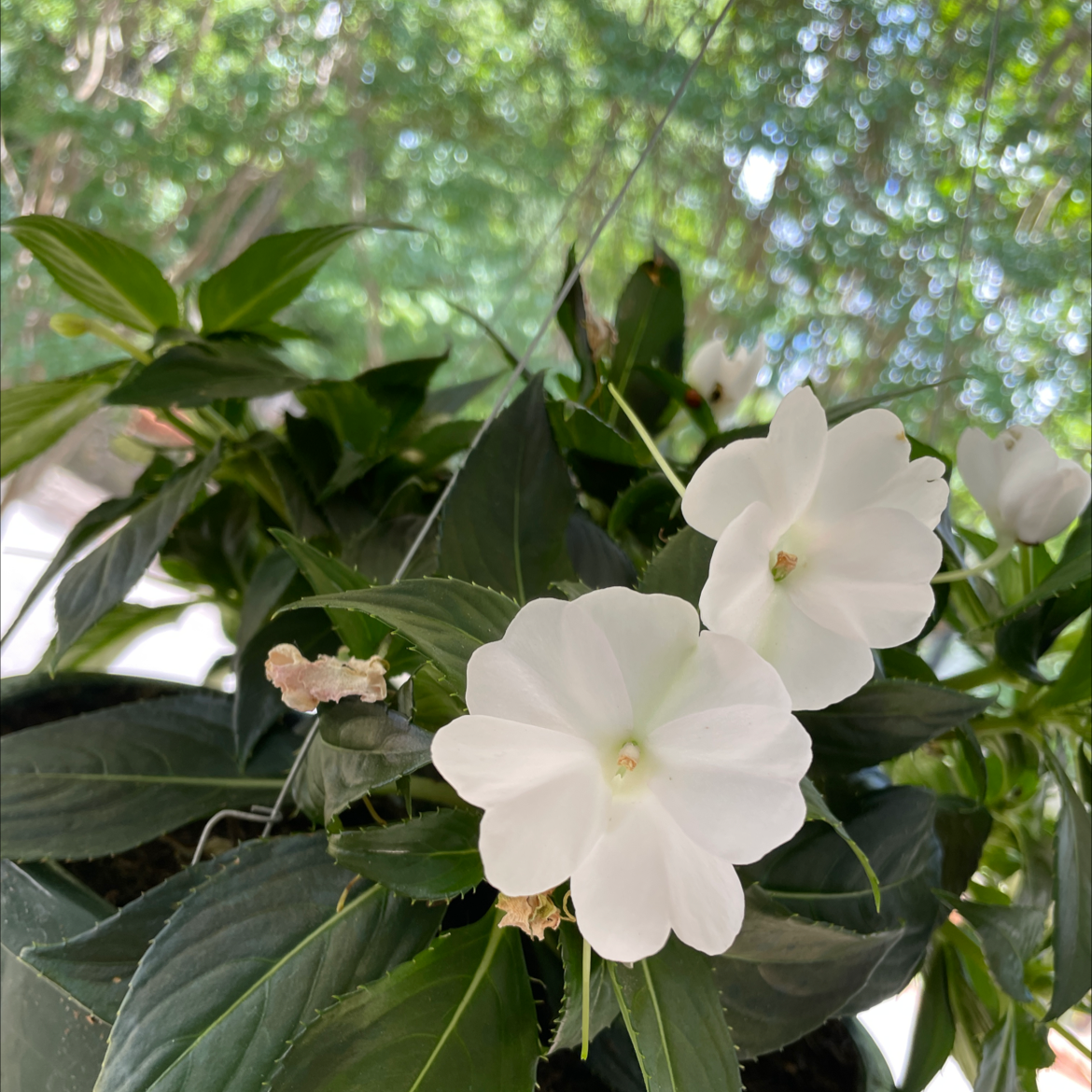 New Guinea Impatiens plant with white flowers, healthy leaves, and no visible soil.