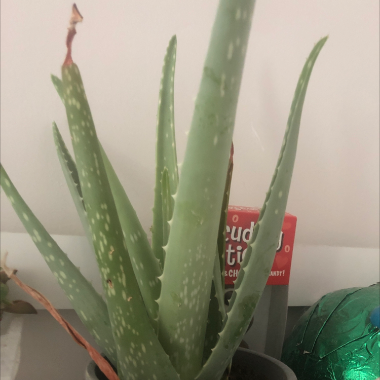Aloe vera plant photo by Autumn named Agabe on Greg, the plant care app.