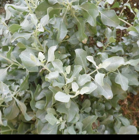 Photo of the plant species Coast Saltbush by Autumn named Roy on Greg, the plant care app