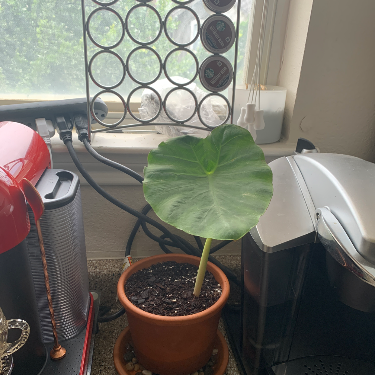 Elephant Ear Philodendron plant in a pot on a kitchen counter near a window.