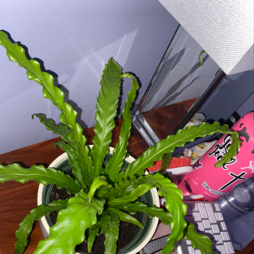 Healthy Bird's Nest Fern houseplant with lush, wavy green leaves in a black plastic pot, well-framed on wood floor.