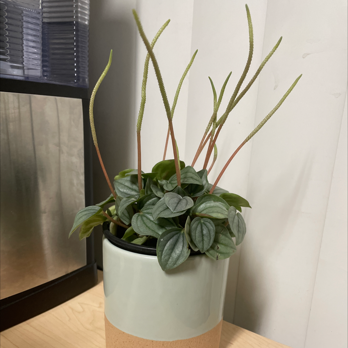 Silver Frost Peperomia plant in a pot, healthy green leaves, well-framed.