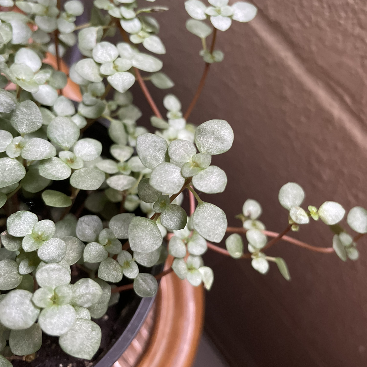 Photo of the plant species Silver Spa by @Madiv named Sparkles on Greg, the plant care app