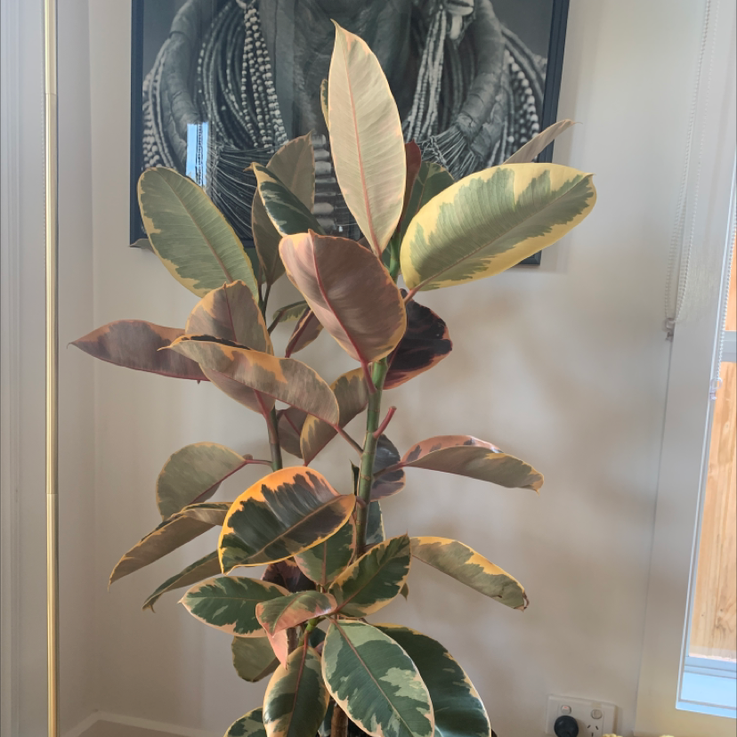 Ficus Decora plant with variegated leaves indoors, well-lit and healthy.
