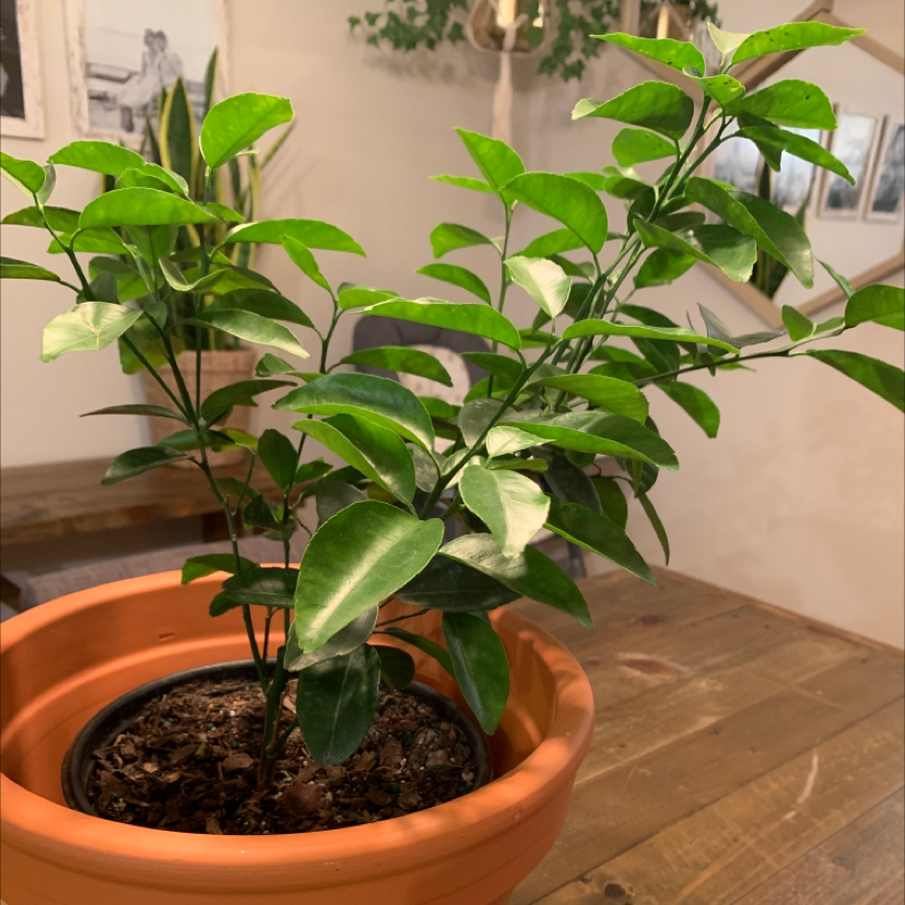 Potted Mock Orange plant with healthy green leaves in a terracotta pot.