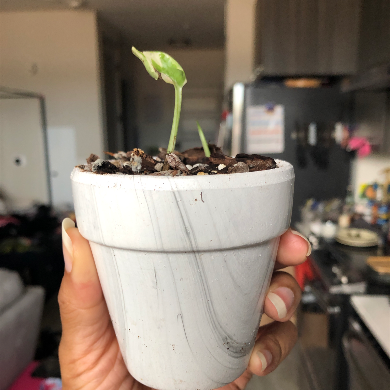A young Glacier Pothos plant in a white pot, held by a hand. The plant has a single leaf and a new shoot.