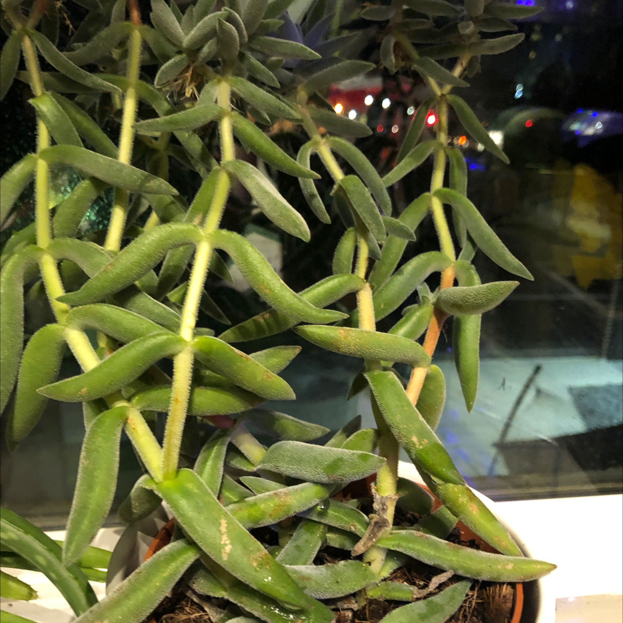 Crassula mesembryanthemoides plant with elongated, succulent leaves near a window.