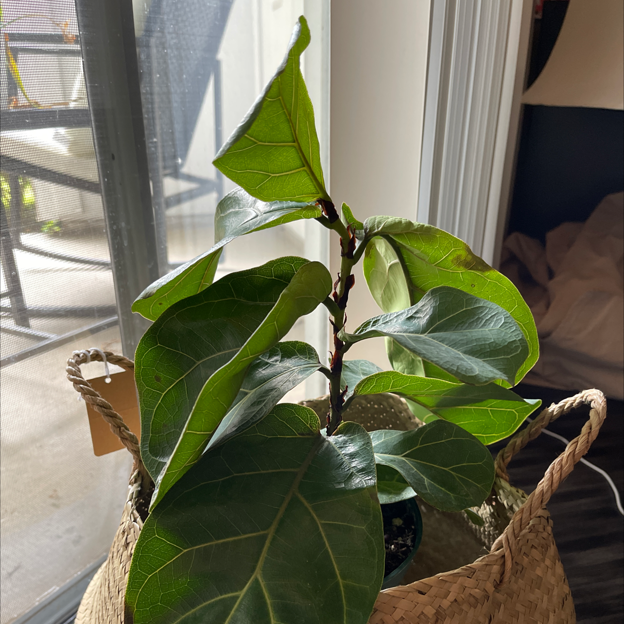 Fiddle Leaf Fig plant photo by @Natalie.uo named Fiddle on Greg, the plant care app.