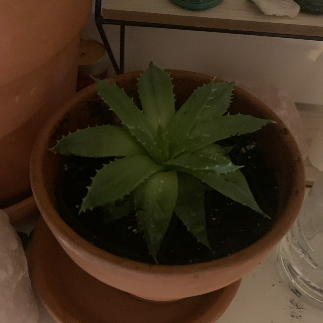 Aloe vera plant photo by @taylorluvplant named toast on Greg, the plant care app.