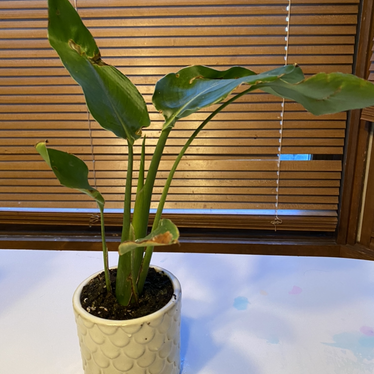 Bird of Paradise plant in a white pot with some browning leaves, set against wooden blinds.