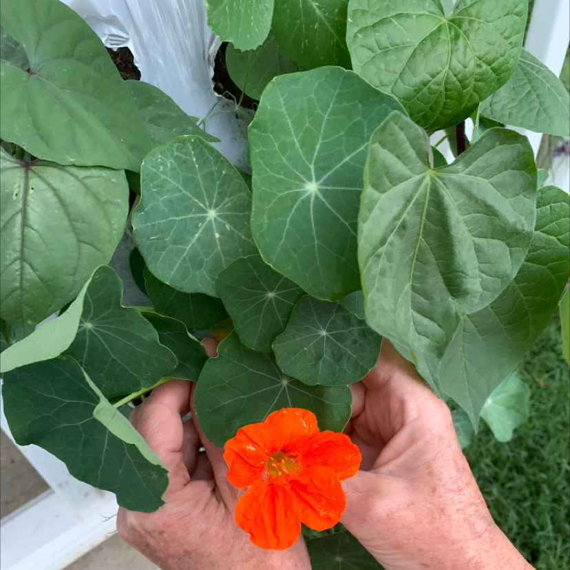 🌞 Does My Garden Nasturtium Need Direct Sunlight?