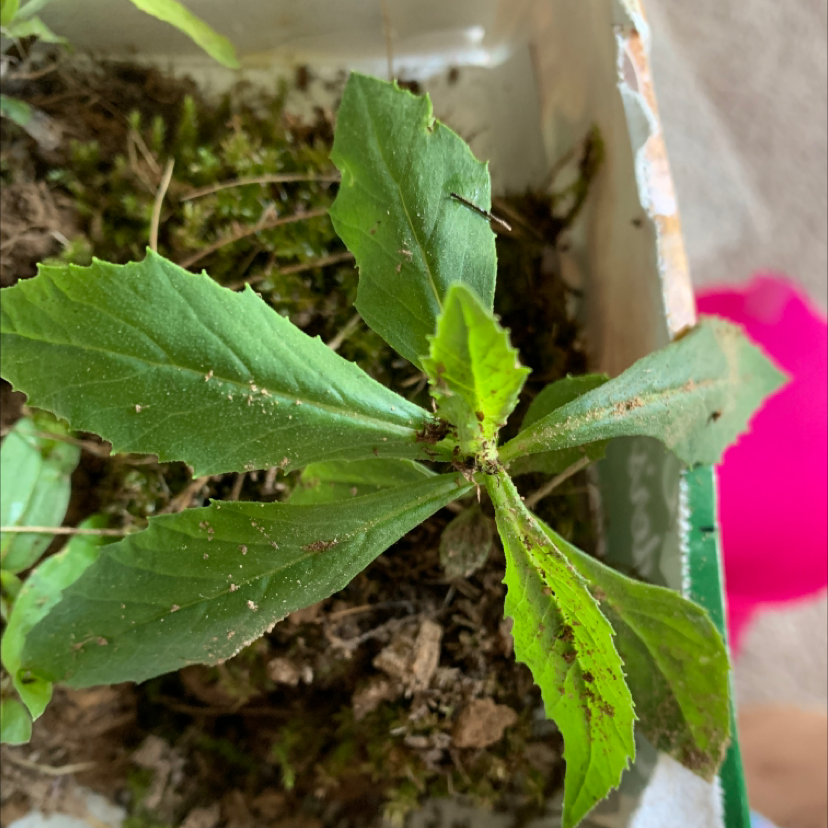 Young Canadian Fleabane plant with green leaves in soil, well-framed and focused.
