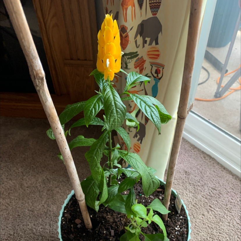 Lollipop Plant with vibrant green leaves and a yellow flower spike, supported by wooden stakes in a pot.