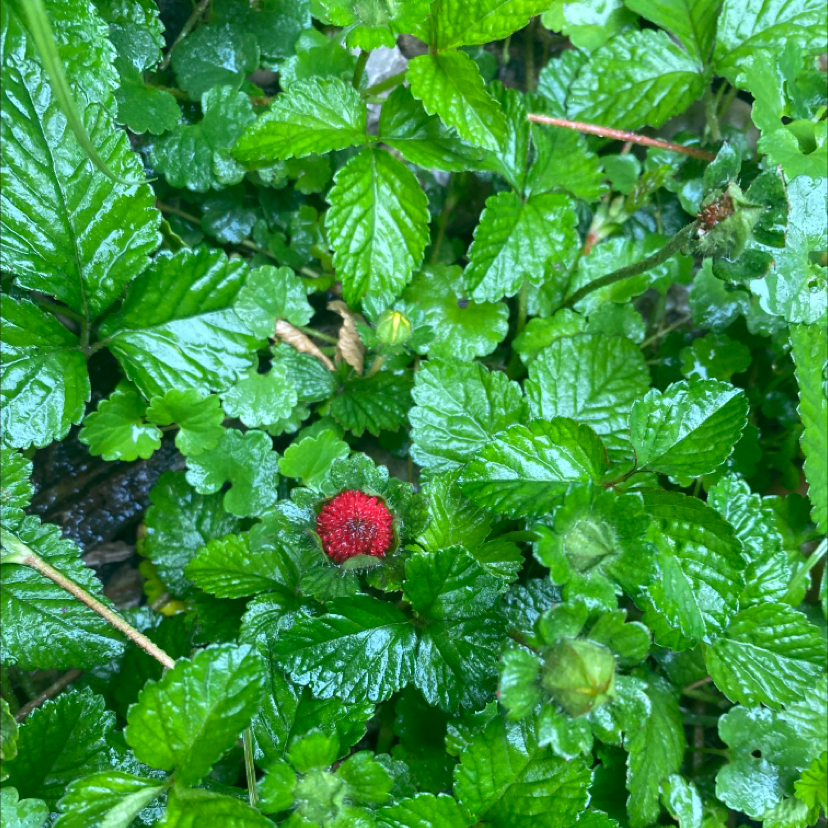 Mock Strawberry plant with green leaves and a small red fruit.