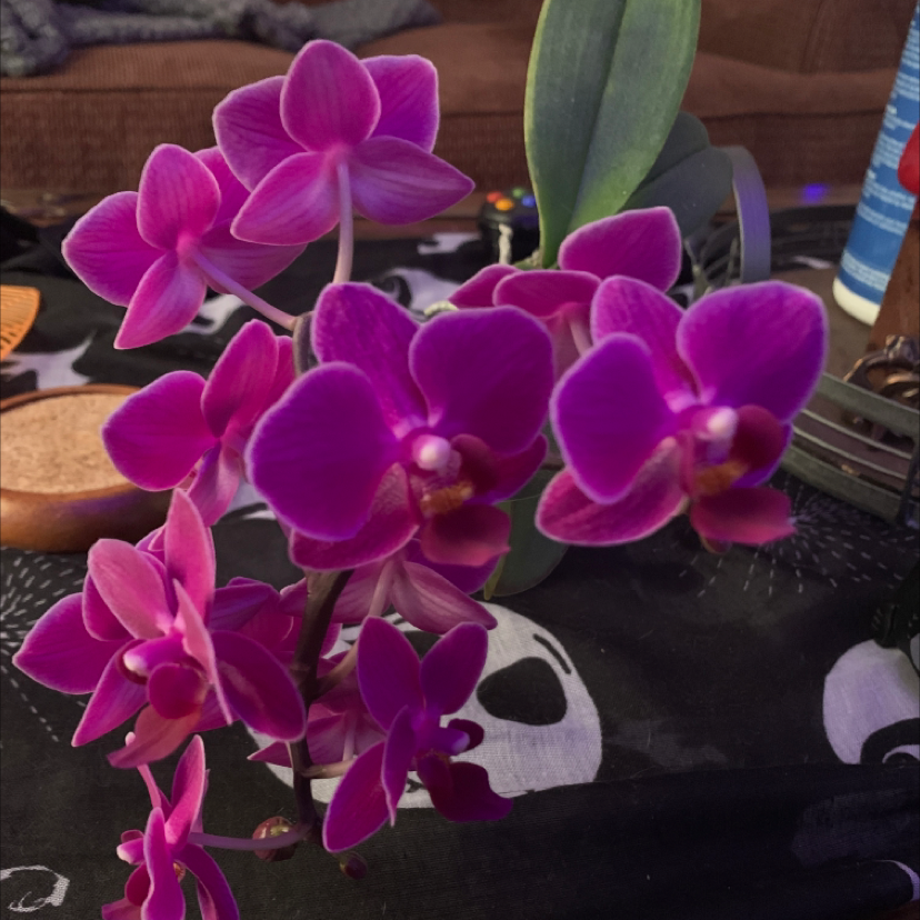 Photo of the plant species Early-Purple Orchid by @bstruth55 named Your plant on Greg, the plant care app