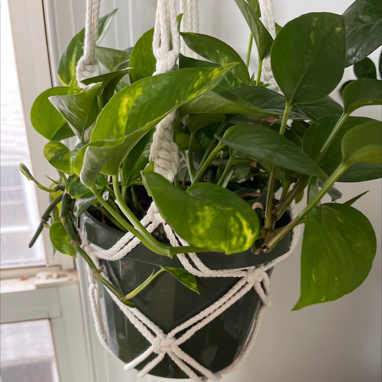 Taro Vine plant photo by @Myst3ri3 named Mollie on Greg, the plant care app.