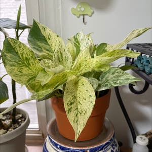 pothos snow queen plant photo by Myst3ri3 named Madonna on Greg, the plant care app.