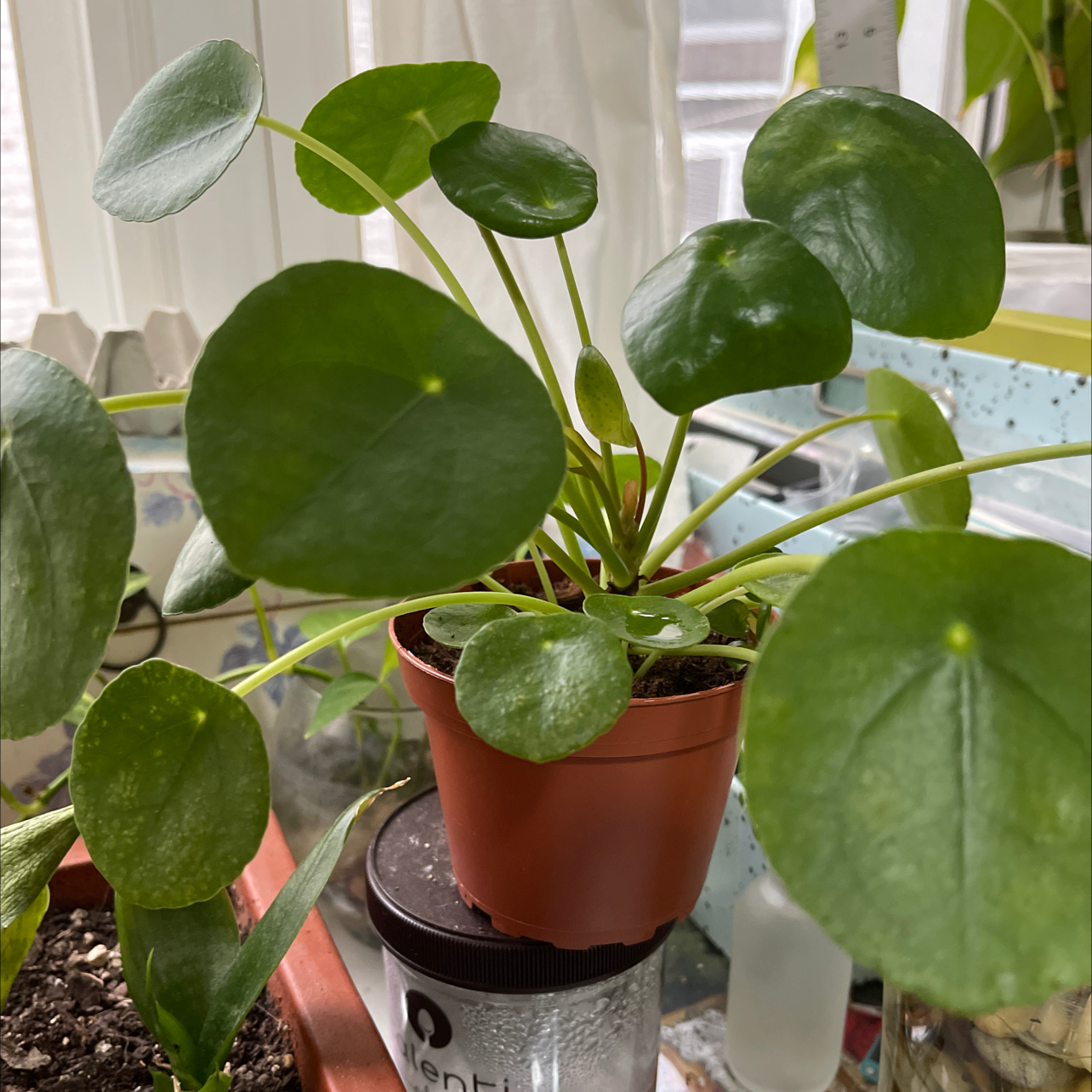 Chinese Money Plant plant photo by @Myst3ri3 named Ophelia on Greg, the plant care app.