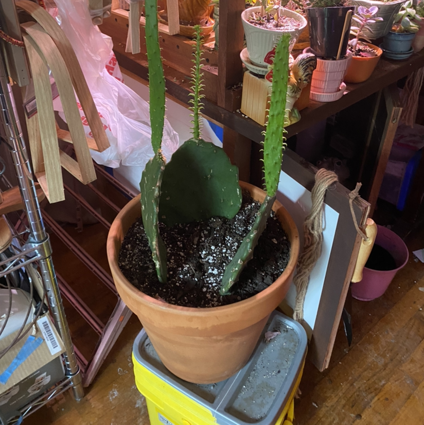 Photo of the plant species Few-Spined Marble-Seeded Prickly Pear by @CHRIS4plants named Mr prick on Greg, the plant care app