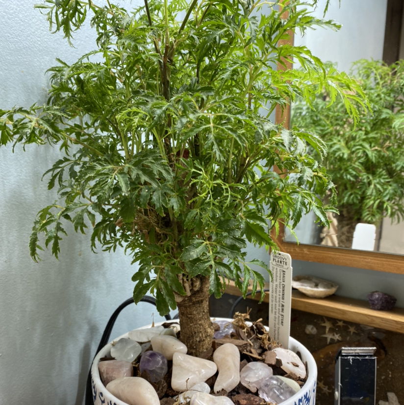Photo of the plant species Ming Aralia by @CHRIS4plants named Your plant on Greg, the plant care app