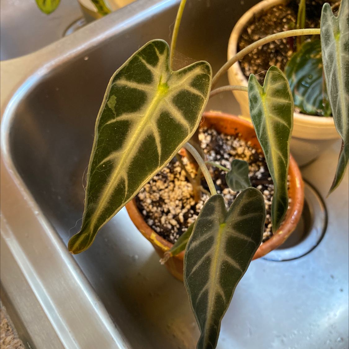 Close-up of a healthy variegated Blushing Philodendron plant in a small brown pot, with vibrant green and cream leaves.