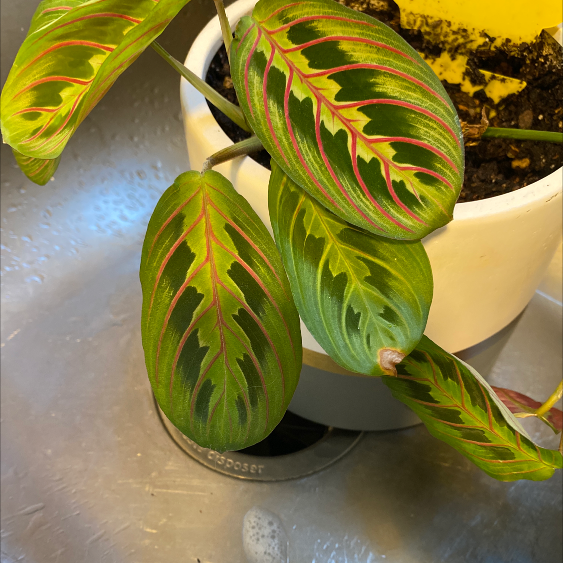 Vibrant green prayer plant with striking veined oval leaves in upright position, potted in white ceramic planter.
