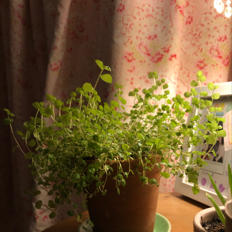 Potted Common Chickweed plant with vibrant green leaves, background includes a curtain and picture frame.
