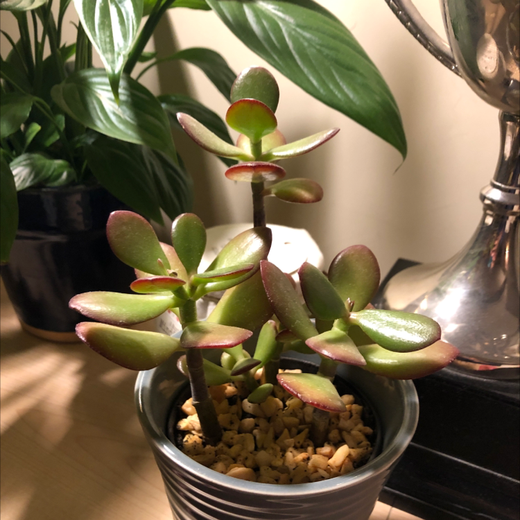Crassula cotyledonis plant with reddish-tinted leaves in a pot with pebbles.