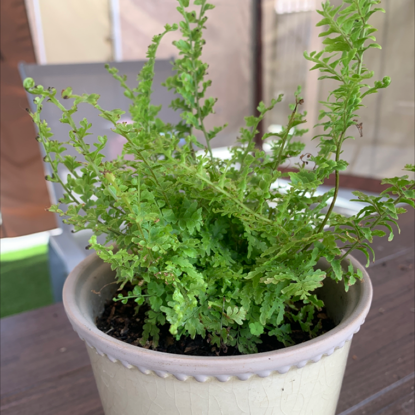 Boston Fern plant photo by @ngissell named Amelia on Greg, the plant care app.