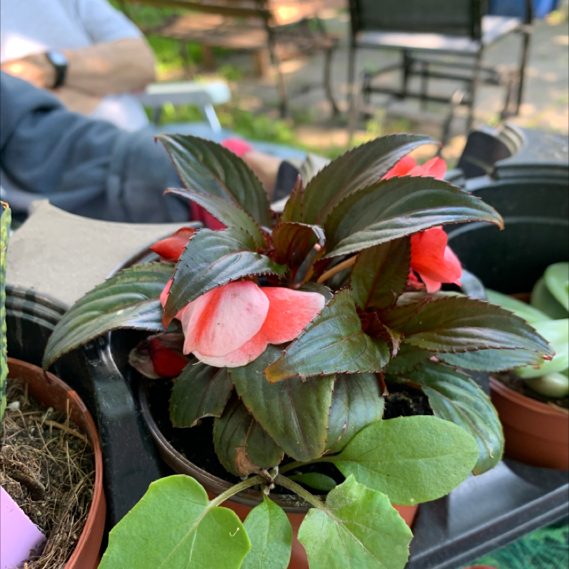 New Guinea Impatiens plant with red flowers and healthy leaves in a pot.