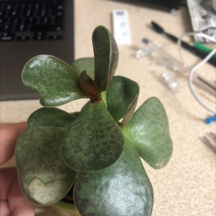 Photo of the plant species Calico Hearts by @amoose named Keanu Leaves on Greg, the plant care app