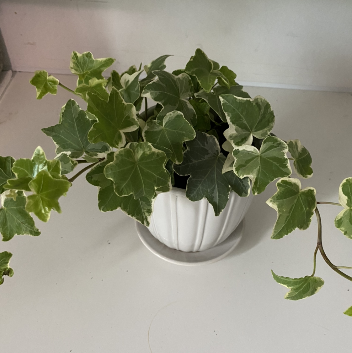 Variegated ivy plant in a white pot with healthy green and white leaves.