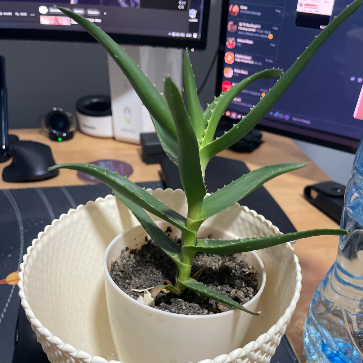Candelabra Aloe plant in a white pot with visible soil on a desk.