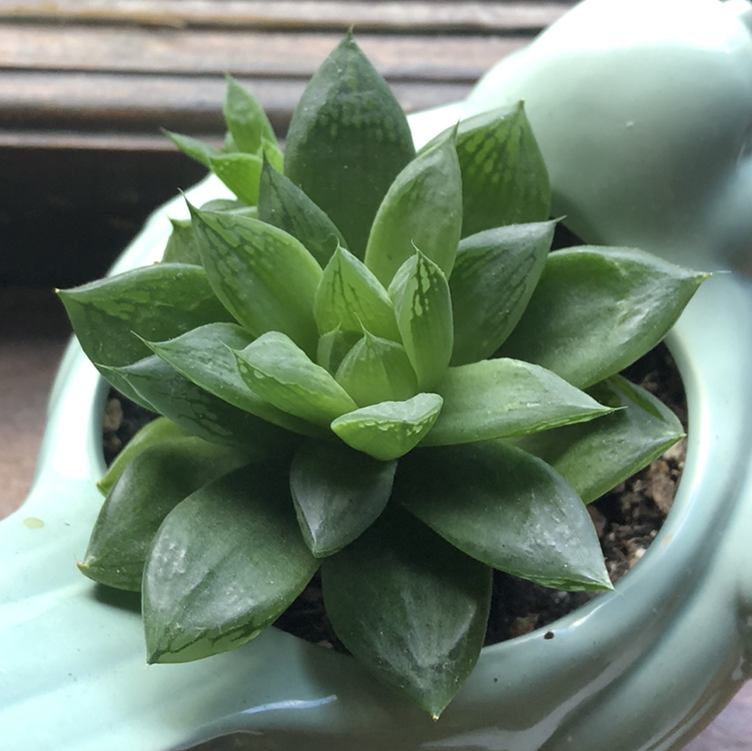 Healthy Cathedral Window Haworthia plant in a ceramic pot with green leaves.