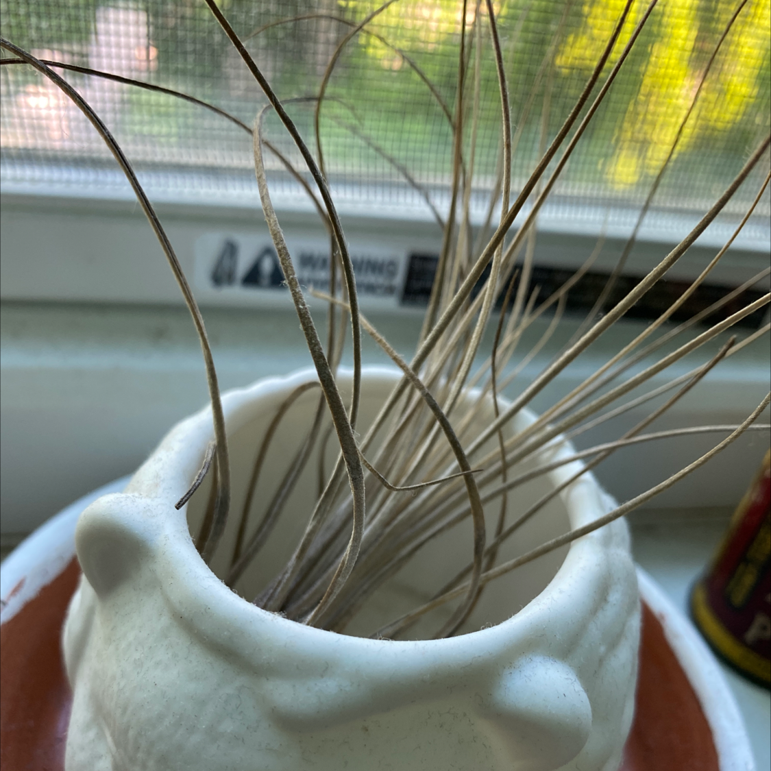 Tillandsia Juncea plant in a white pot with mostly brown, dry leaves.