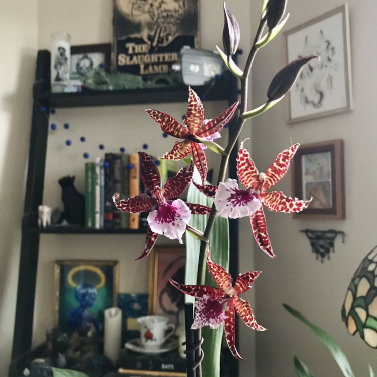 Photo of the plant species Colmanara Masai by @Nataleaf named Penn on Greg, the plant care app