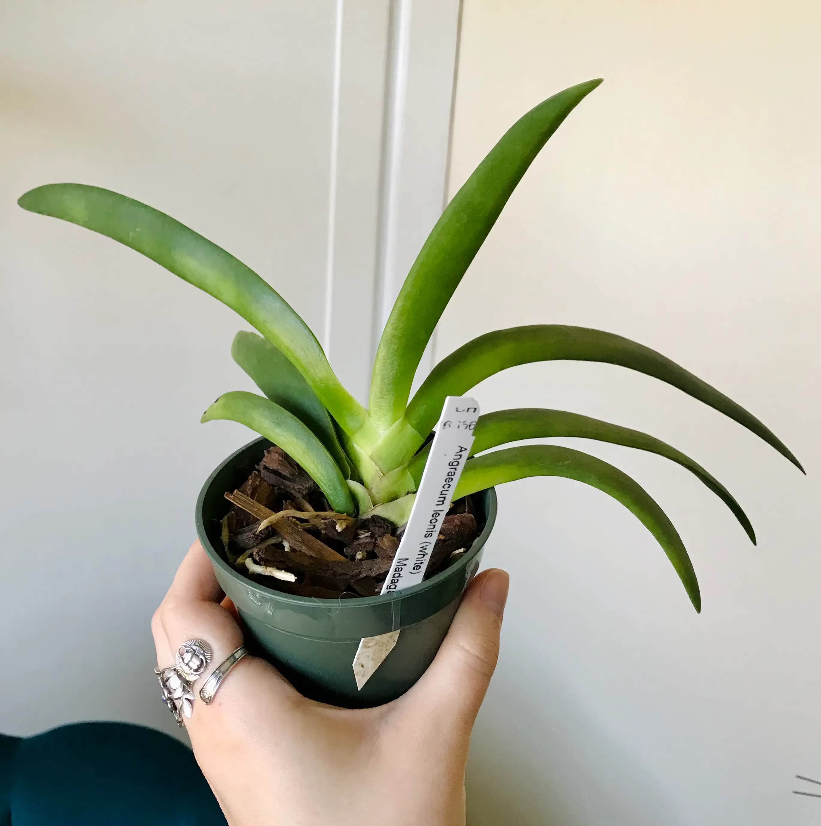 Photo of the plant species Angraecum leonis by @Nataleaf named Leonis on Greg, the plant care app