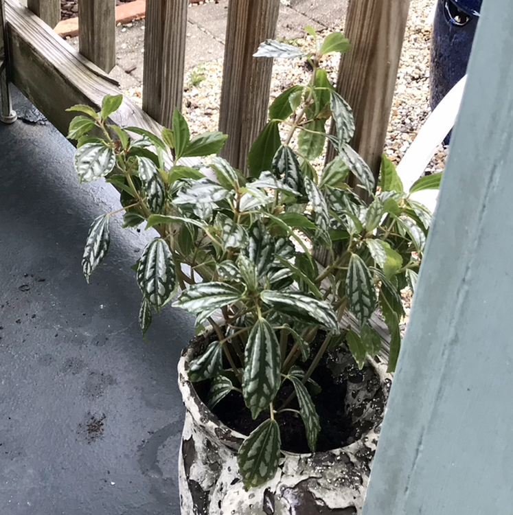 Aluminum Plant plant photo by @Nataleaf named Sylvia on Greg, the plant care app.